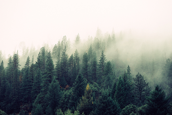 palm trees covered with fog.jpg